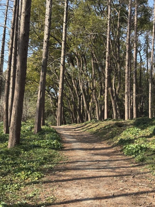 上海共青森林公园旅行图片 1
