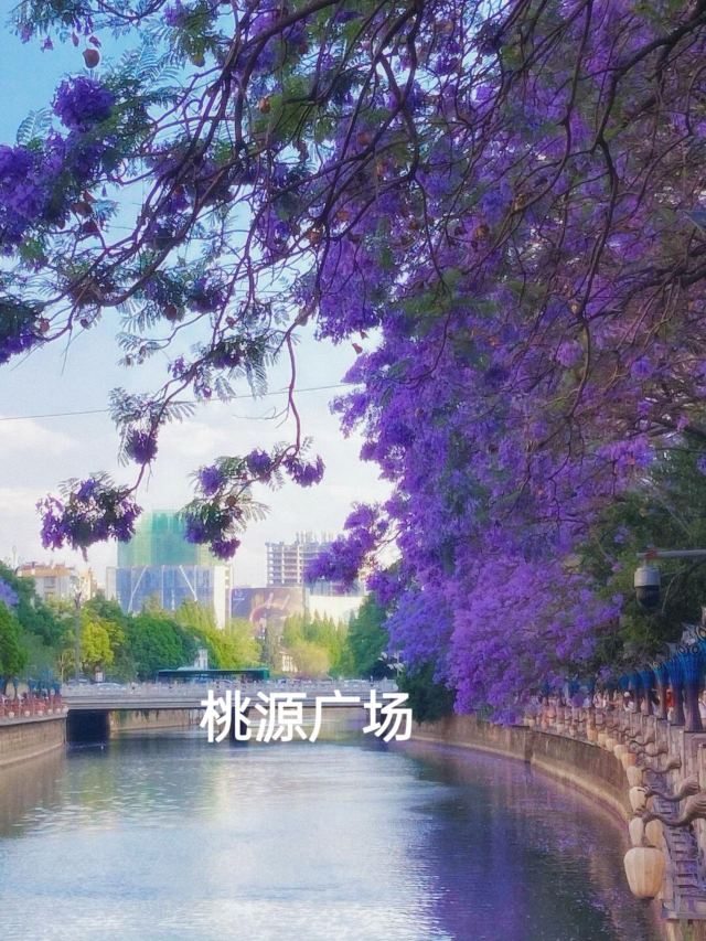 桃源广场旅行图片 2