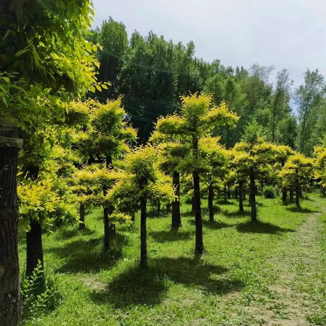 百木园旅行图片 2