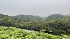 黄山鲁森林公园-广州-帅气的小赖子