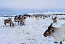 Tromso Arctic Reindeer / Sami Arctic Reindeer景点图片