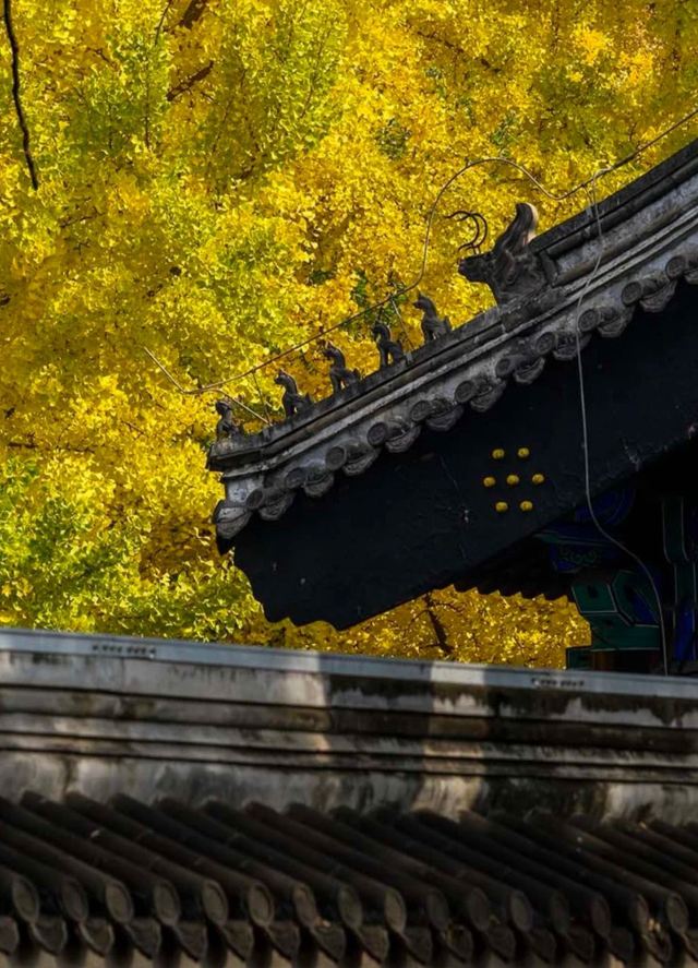 国子监旅行图片 3