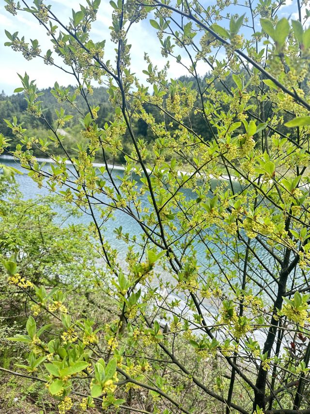 武陵山国家森林公园旅行图片 1