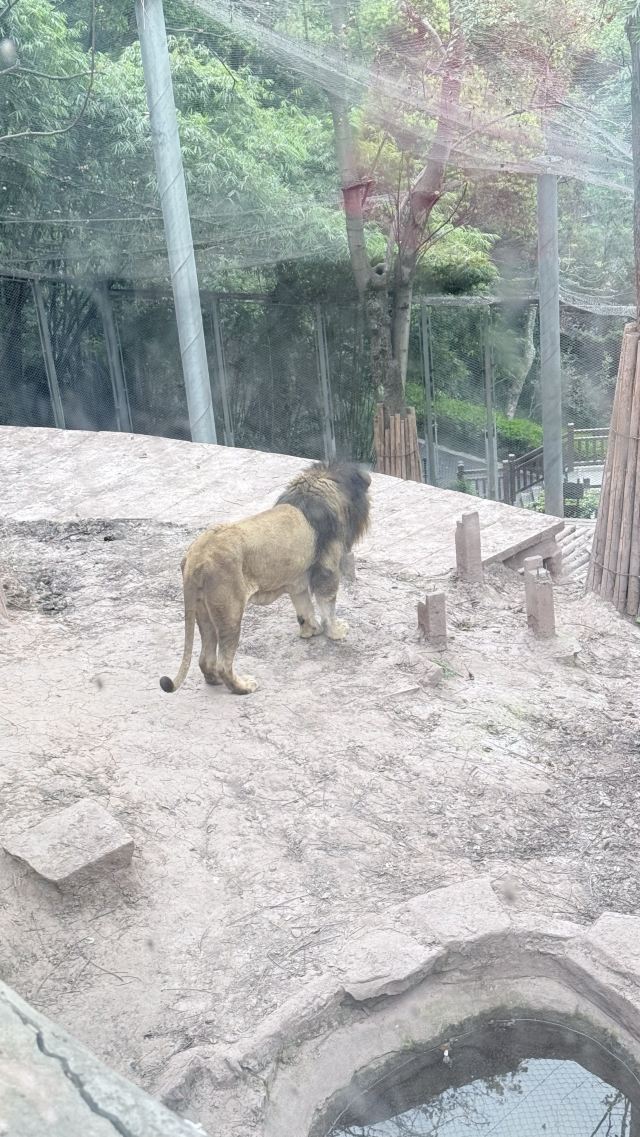 重庆动物园旅行图片 3