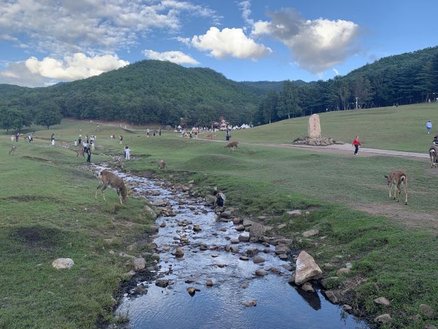 飞泷金山鹿苑旅行图片 2