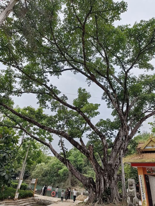 高黎贡国际精品咖啡文化园景区旅行图片 5