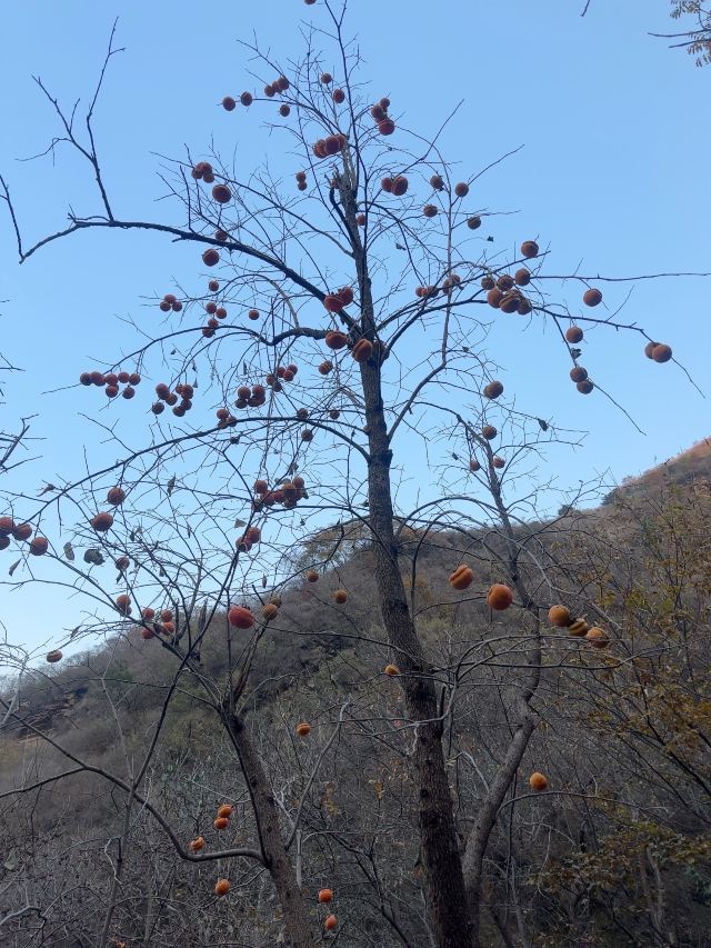 水峪村红叶栈道旅行图片 6