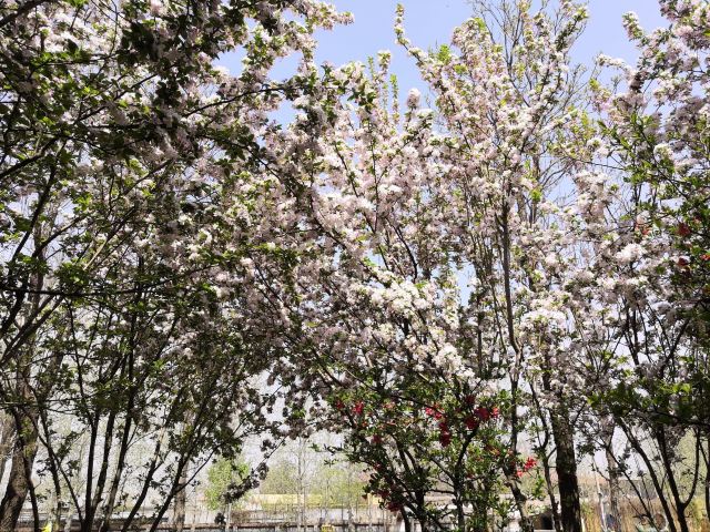 石家庄植物园旅行图片 6