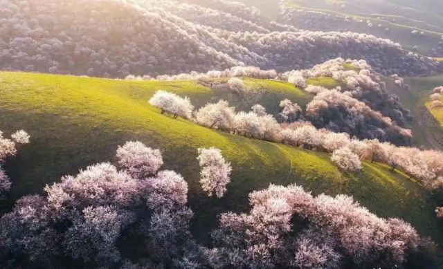 那拉提杏花谷旅行图片 2