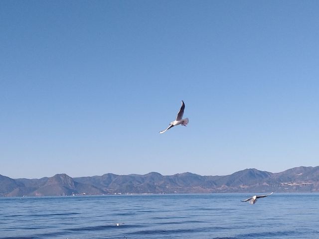 抚仙湖国际度假小镇湖畔森林公园旅行图片 1