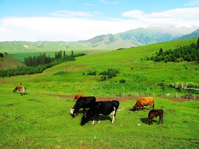 恰西草原风景旅游区旅行图片 3
