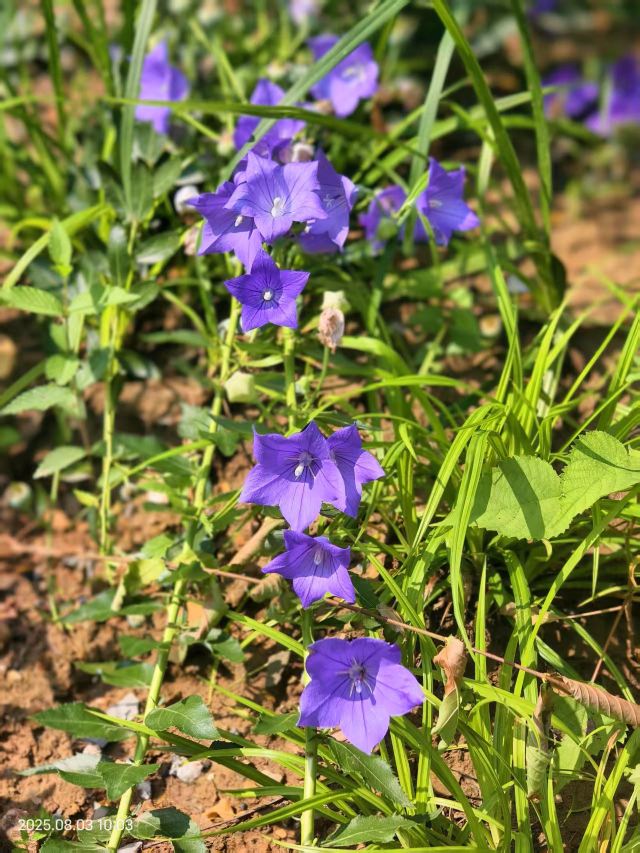老山城市休闲公园旅行图片 9