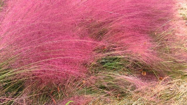 二妃山花海旅行图片 10