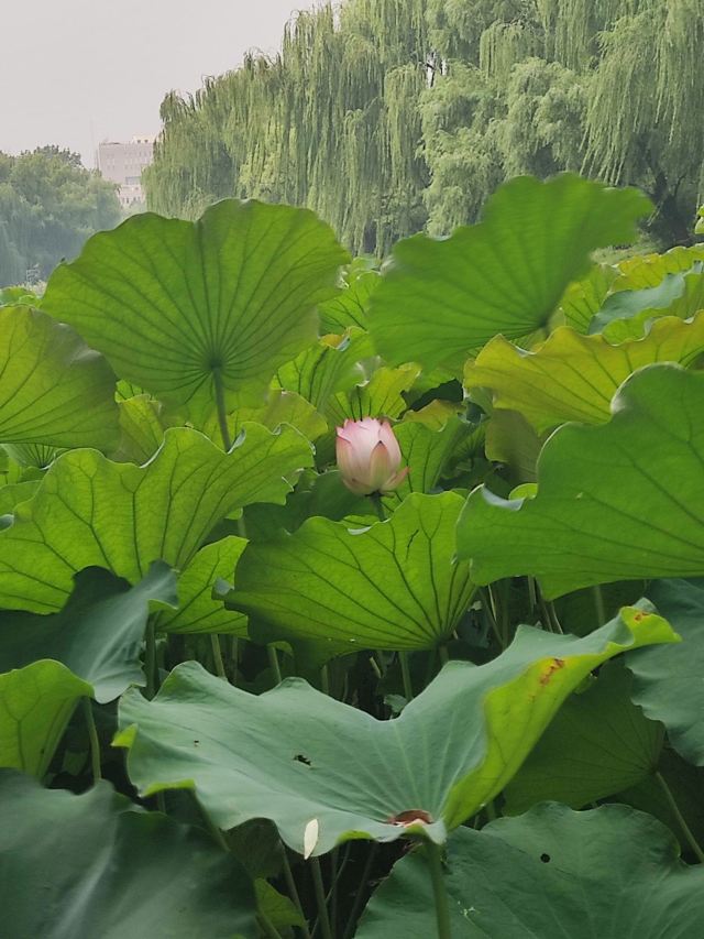 柳荫公园旅行图片 8