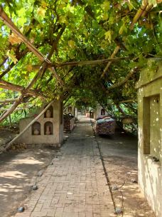 千里葡萄长廊-和田县-YoYo_0J3U5A7S