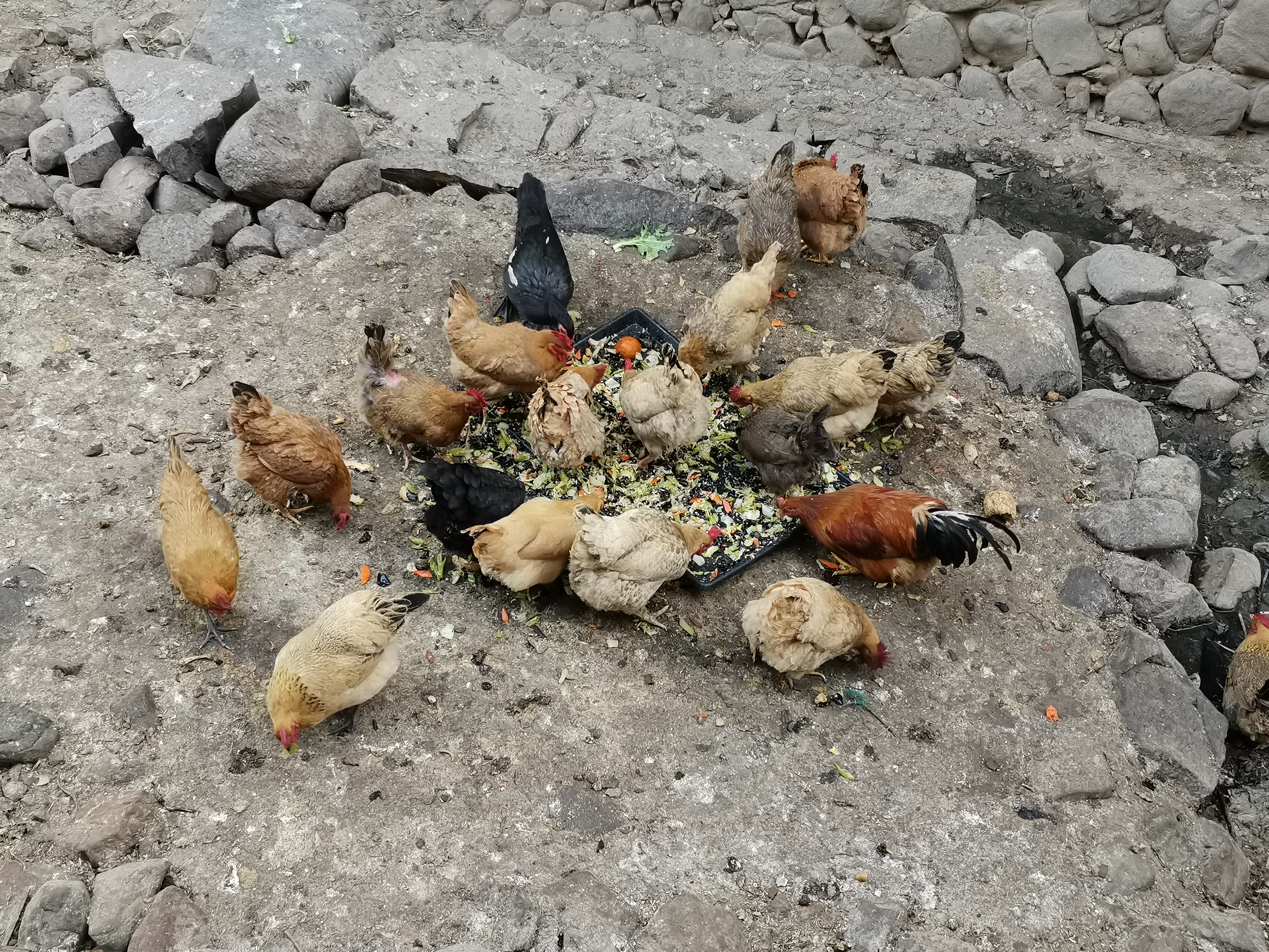 鑫源农家饭店餐厅图片