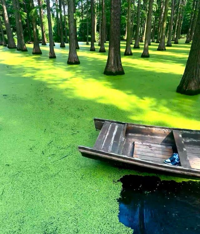 渌洋湖湿地公园生态园旅行图片 2