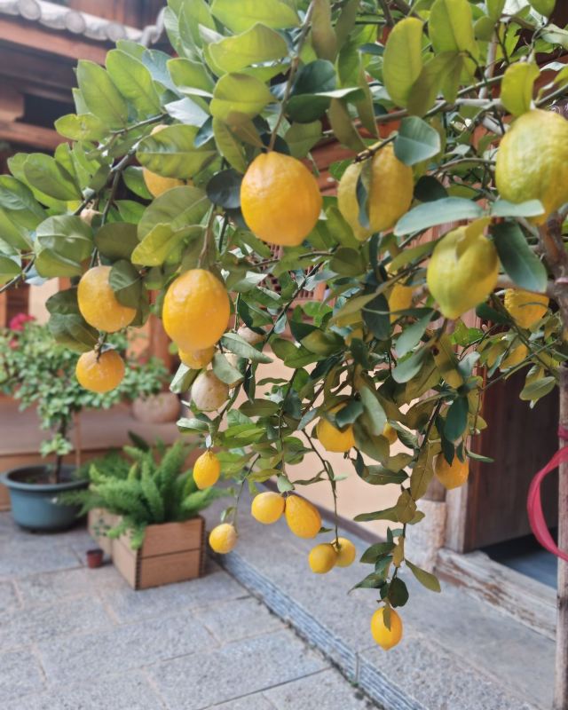 龙泉古镇博物馆群落西南联大院士之乡旅行图片 8