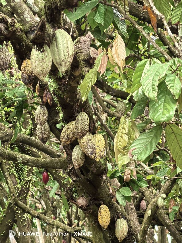兴隆热带植物园旅行图片 2