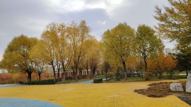 平安心湿地公园旅行图片 1