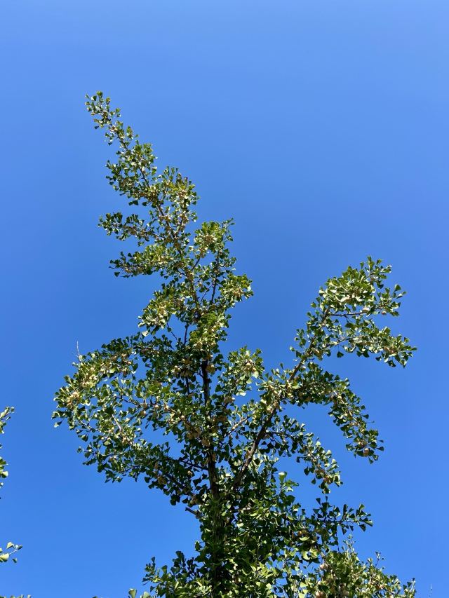 北滘公园旅行图片 1