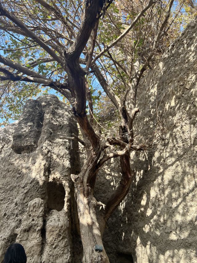 交河故城旅行图片 4