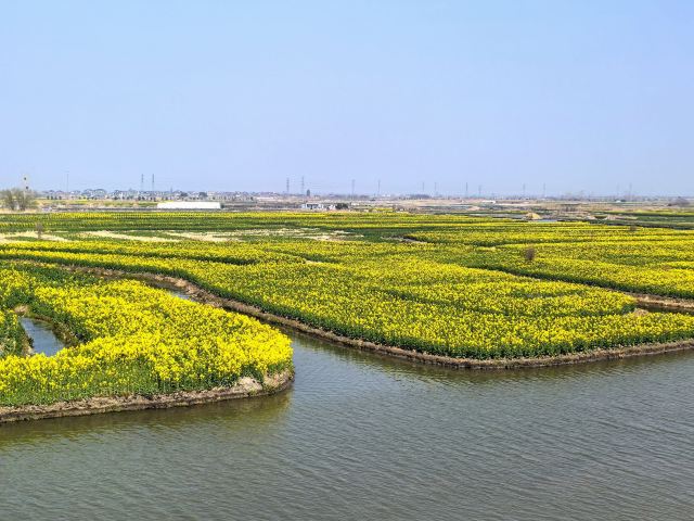 千垛景区旅行图片 4