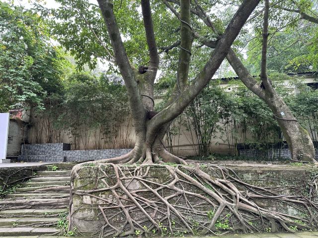 鹅岭公园旅行图片 6