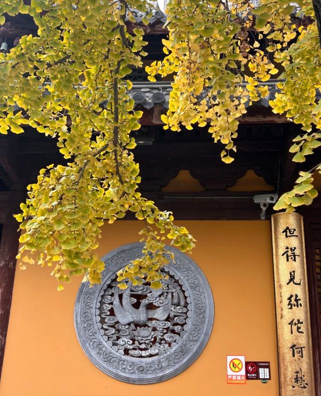 龙华寺旅行图片 2
