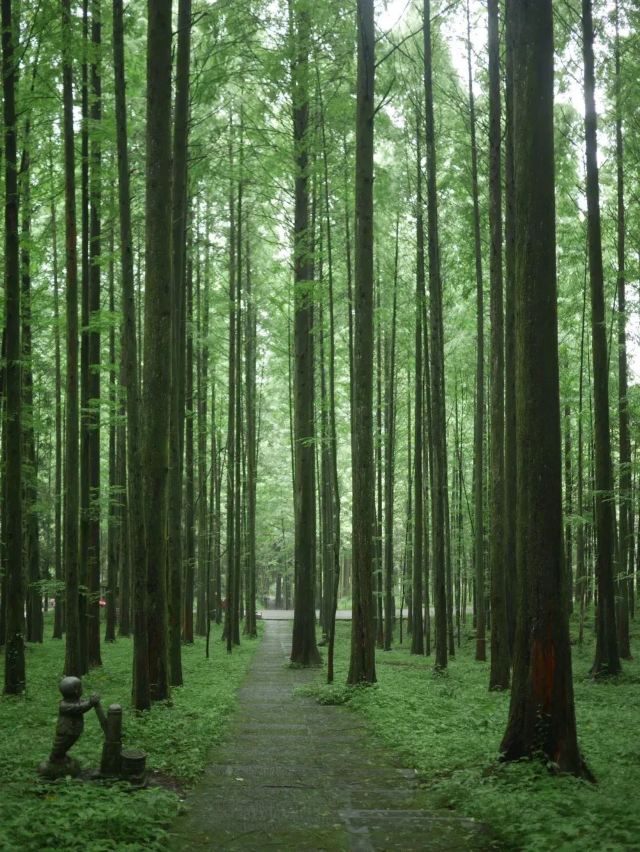 武陵山国家森林公园旅行图片 3