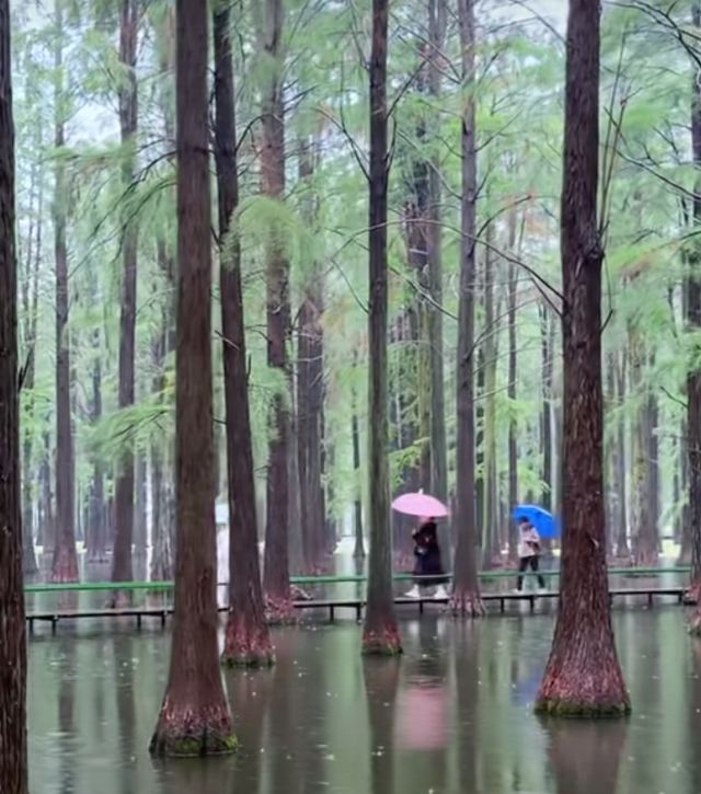 渌洋湖湿地公园生态园旅行图片 2