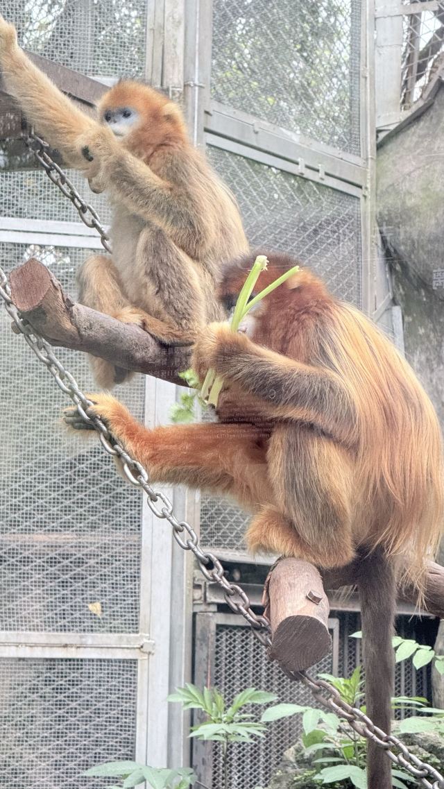 重庆动物园旅行图片 1