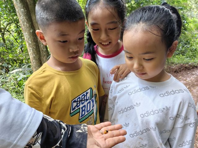 基诺山达娘雨林徒步旅行图片 4