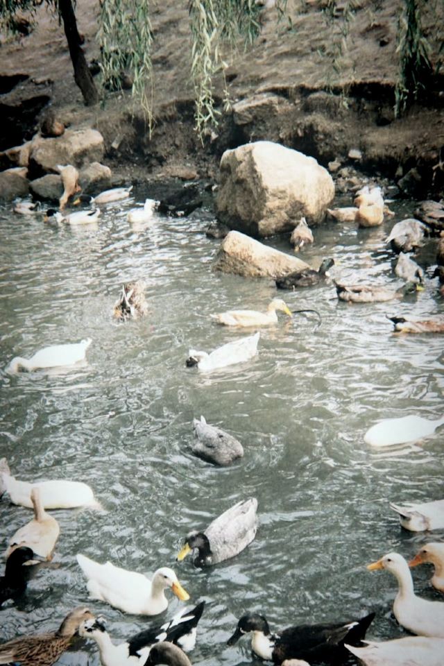 太原康培稻田公园旅行图片 3