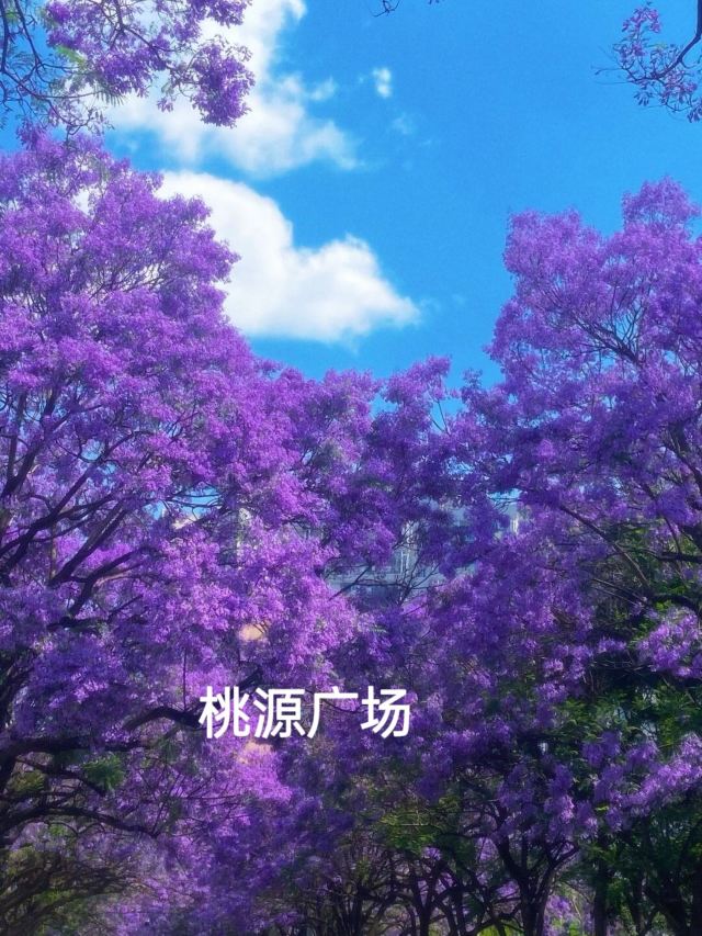 桃源广场旅行图片 1