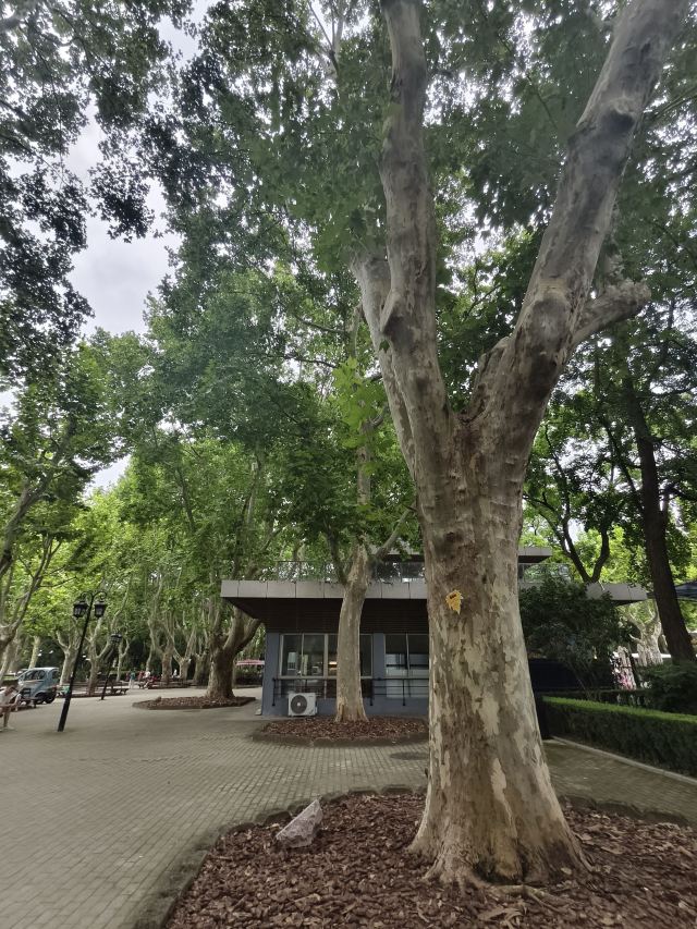 复兴公园旅行图片 2