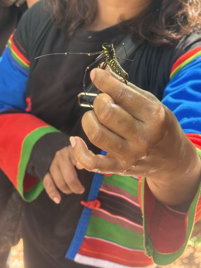基诺山雨林徒步旅行图片 7