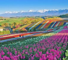 美瑛町-Doctor X_Candy