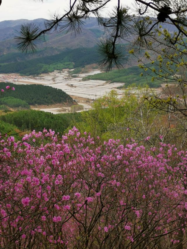 杜鹃山景区旅行图片 5