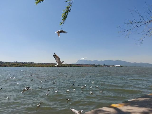 大观公园旅行图片 5