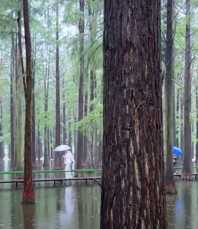 渌洋湖湿地公园生态园旅行图片 1