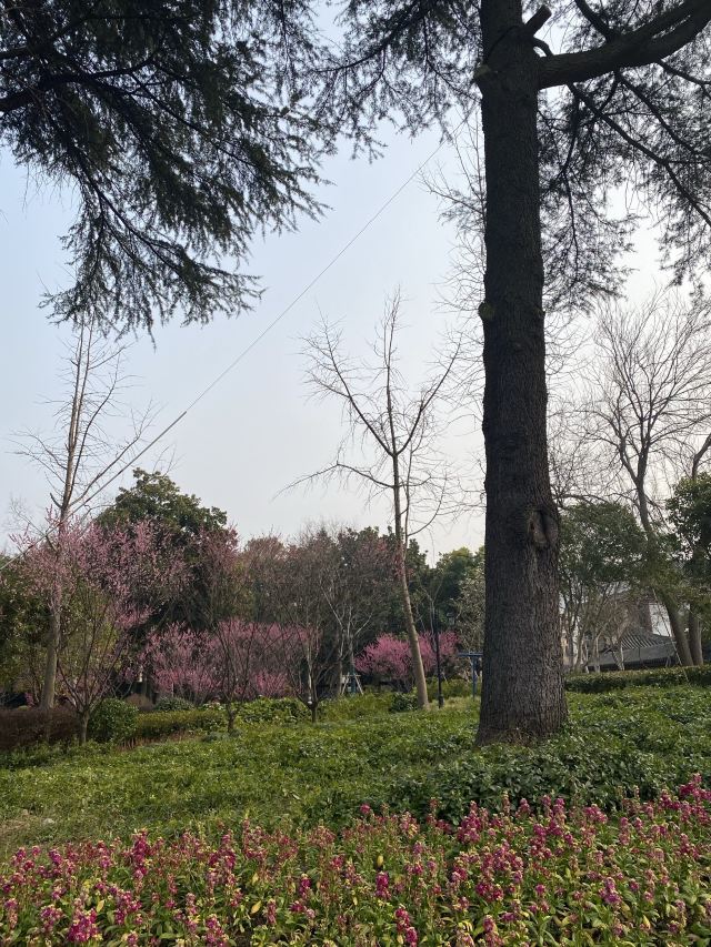 梅园公园旅行图片 4