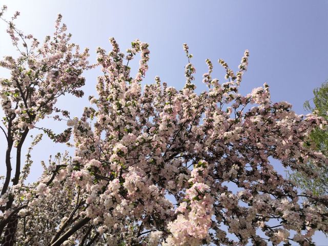 石家庄植物园旅行图片 3