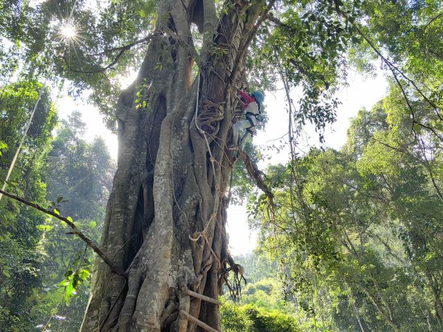 基诺山达娘雨林徒步旅行图片 3