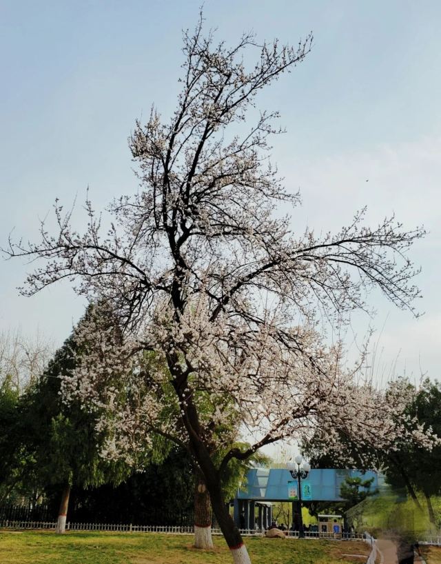 长安公园旅行图片 2