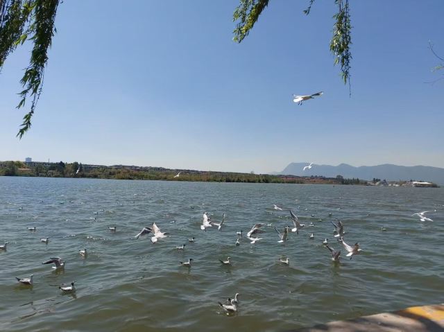 大观公园旅行图片 2