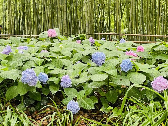古城公园旅行图片 3