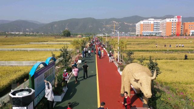 太原康培稻田公园旅行图片 4