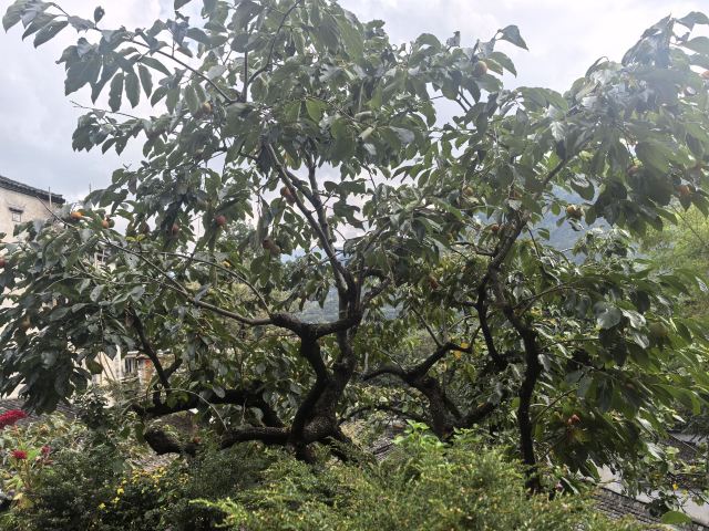 锦溪古镇旅行图片 1