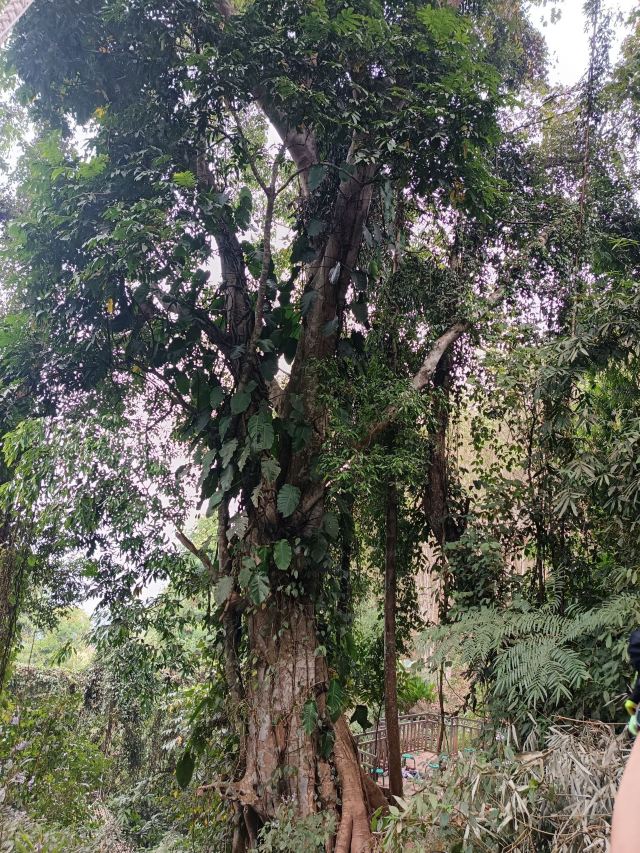 基诺山雨林徒步旅行图片 3